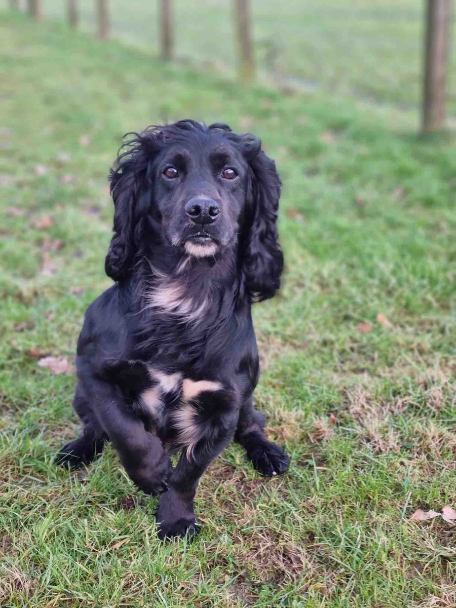 Amazing work by #PDBilly during the week helping @PSOSGreaterGlas officers locate a large amount of drugs There’s no hiding anything from our specialist search dogs! x.com/psosgreatergla…