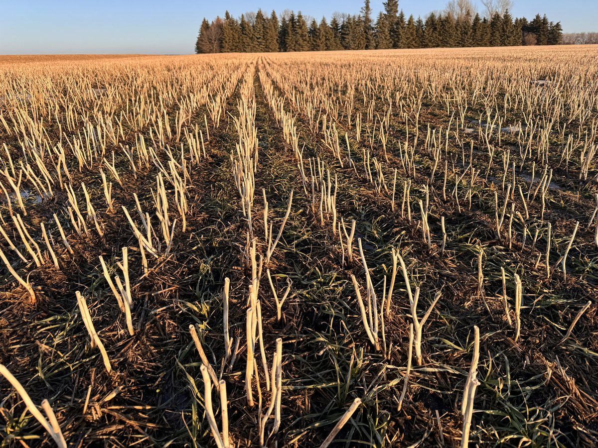 So far the Winter triticale is looking good! No snow in N.E. Sask! Pretty worried about getting a cold snap!
