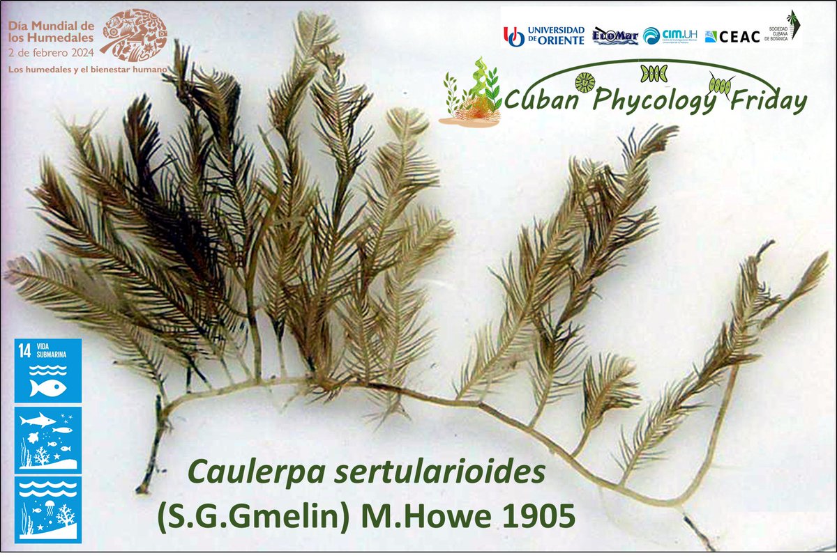 AbdielJover's tweet photo. Today the #seaweed 𝘊𝘢𝘶𝘭𝘦𝘳𝘱𝘢 𝘴𝘦𝘳𝘵𝘶𝘭𝘢𝘳𝘪𝘰𝘪𝘥𝘦𝘴 on #CubanPhycologyFriday. Dedicated to #WorldWetlandsDay2024 
#PhycologyFriday
#MarineFlora https://t.co/oqJauhP8b5