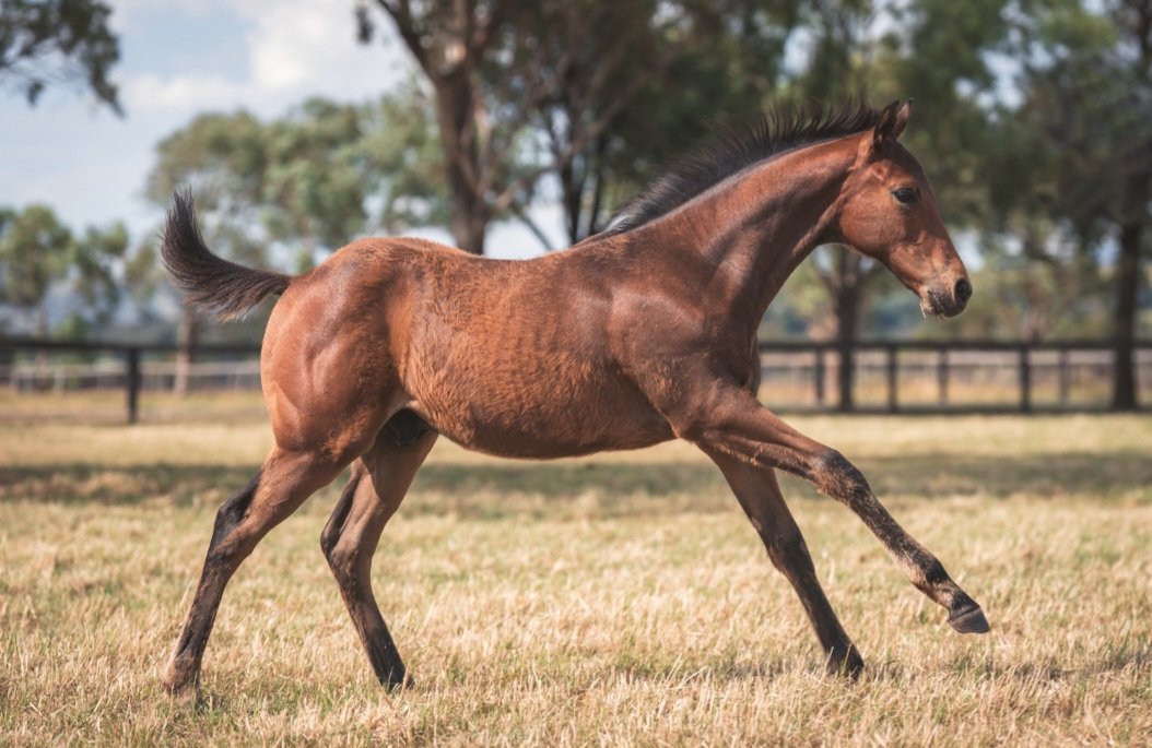 Bespoke Thoroughbred Pedigrees - Carla Thomas (@freedomfields2) on Twitter photo Lot 500, colt by #HarryAngel <a href="/DarleyAus/">Darley in Australia</a> out of Motown Melody (Commands), to be sold by <a href="/mullaglass/">Mullaglass Stud</a> at <a href="/inglis_sales/">Inglis</a> Classic. He is a half-brother to the super speedy Salire⚡️, who has twice run the fastest final 600m in the city on Saturday 🏇💨💨💨
inglis.com.au/sale/2024-clas… Lot 500, colt by #HarryAngel <a href="/DarleyAus/">Darley in Australia</a> out of Motown Melody (Commands), to be sold by <a href="/mullaglass/">Mullaglass Stud</a> at <a href="/inglis_sales/">Inglis</a> Classic. He is a half-brother to the super speedy Salire⚡️, who has twice run the fastest final 600m in the city on Saturday 🏇💨💨💨
inglis.com.au/sale/2024-clas…