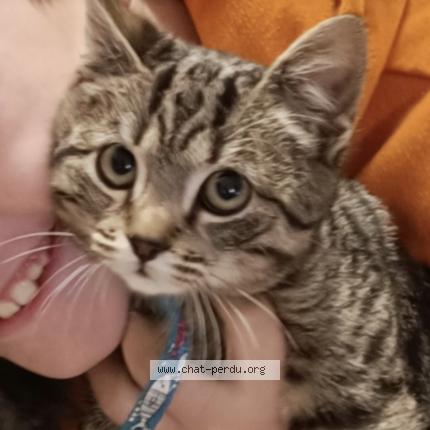 PerduMinou's tweet image. Le chat a disparu du jardin, alors qu'elle n'allait jamais plus loin et rentré toujours a la maison

chatte perdue "Lola"

couleurs: gris

poils: court
pelage: tigré

non tatouée
pucée

Des lilas
#Bitche (#57230)
#Moselle - #France chat-perdu.org/fr-fr/79329130