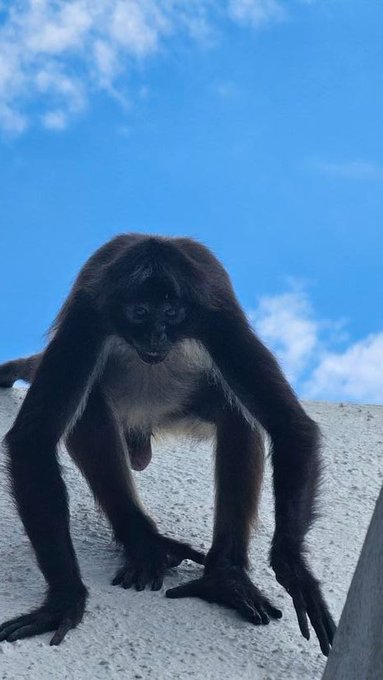 This was my visitor today 😆 @EnergyTulum #monkeys https://t.co/4FfjvgGQdD<a class="tags" target="_blank" title="On Twitter" href="/?out=eyJ0eXAiOiJKV1QiLCJhbGciOiJIUzUxMiJ9.eyJpYXQiOjE3MjA3NTU3MTgsImlzcyI6InR3cG9ybnN0YXJzLmNvbSIsIm5iZiI6MTcyMDc1NTcxOCwiZXhwIjoxNzUyMjkxNzE4LCJyZWRpcmVjdF91cmwiOiJodHRwczovL3R3aXR0ZXIuY29tL0VuZXJneVR1bHVtIn0.aaF0JINNYS56OfALSrGeRYmP7nogzg5KaCSsAFZP-UYEOW8wzfxcqZ809Lg-39rjZAbcKpTDjHW4tRyaA5cQKg">@EnergyTulum</a><a href="/tag/monkeys"class="tags">#monkeys</a>