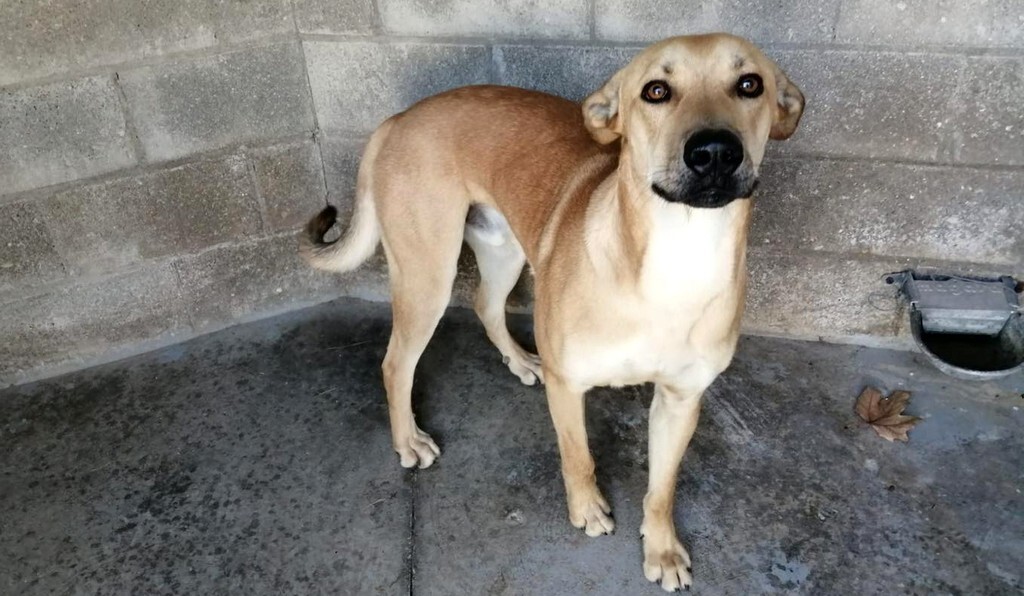 La Concejalía de Medio Ambiente da a conocer los perros que están en situación de adopción
Lee la noticia completa: ift.tt/lhp2Jfy