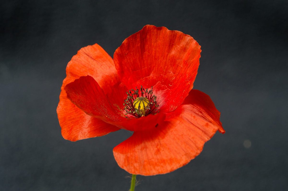 bioloveds's tweet photo. Palestinian Poppy or Anemone Coronaria, one of the two national flowers of Palestine! It holds a deep importance to the Palestinian people, their culture, heritage, and fight for liberation

A little informative thread on poppies and its beautiful connection to Palestinians

🧵🌹 https://t.co/HVnPgNYXc9