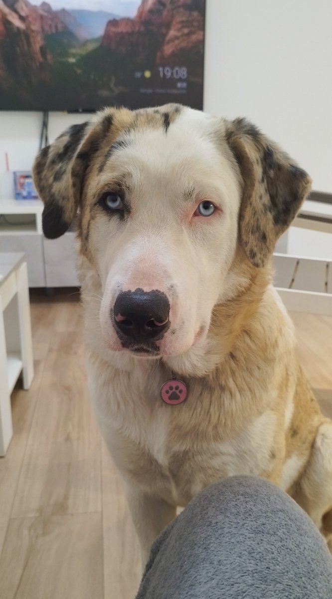 _Rosa_Ruiz_'s tweet photo. Para celebrar mi regreso por aquí, unas fotos de los bebés de la casa. Ecko, Alfa, Beta, Max y Gusi. 🥰 https://t.co/f850FJhbS5