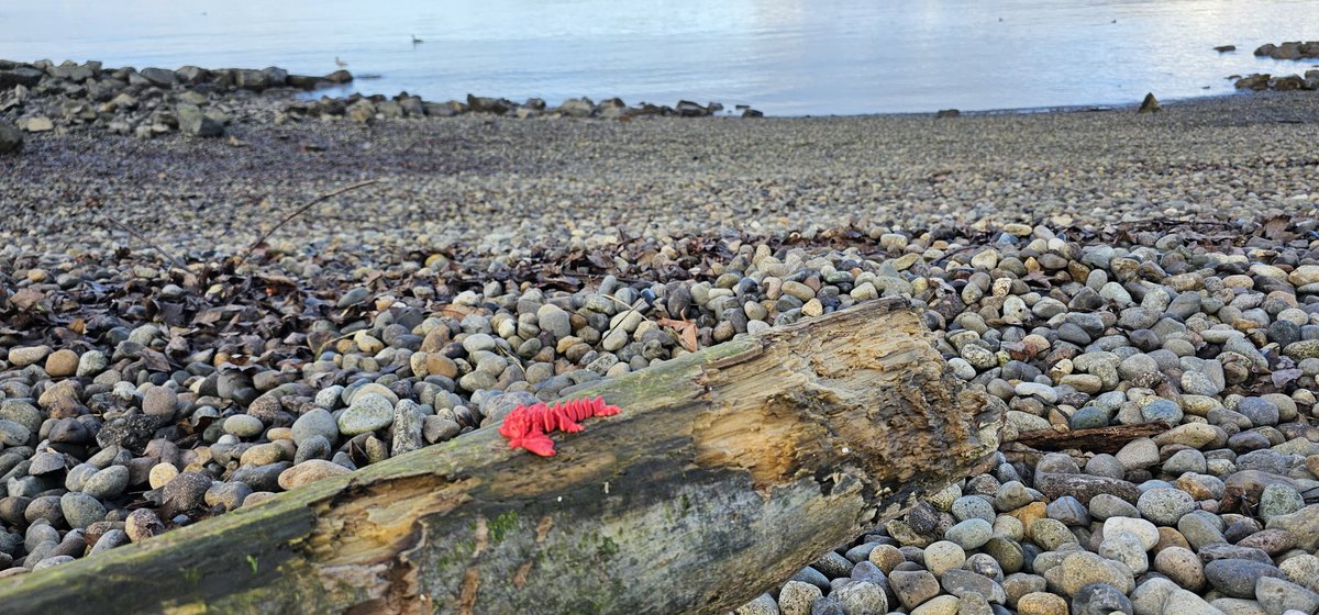 KennyGofthe253's tweet photo. Got it before the tide did 😌 

Thank you it's very cute

#monkeyshines2024 https://t.co/B74H8hcHb3