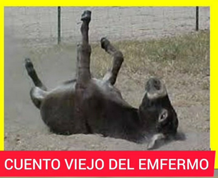 OthonielCarril1's tweet photo. @walterayala3000 @PedroCastilloTe @Defensoria_Peru @Almagro_OEA2015 @canalN_ @RPPNoticias Se escapa el #Burro.!!
"Pedro Castillo fue evacuado a una #veterinaria... Parece aquejado de distemper, más conocido como #moquillo... Como el estado del animal no reviste gravedad, se aprovechará para #despulgarlo"
¡#ChotanoGolpista!
_________________
Por @alvarosarco https://t.co/syWjuQYBx0