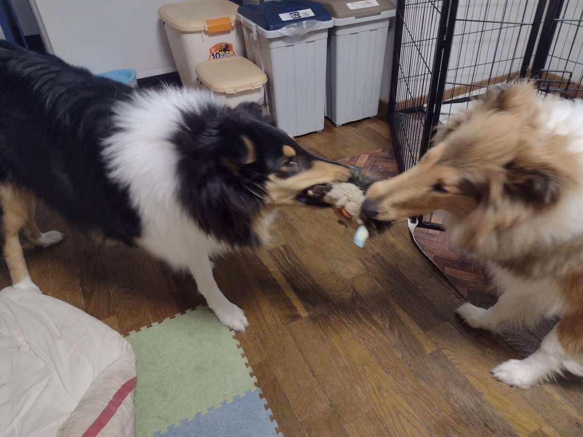 ひっぱりあっこ