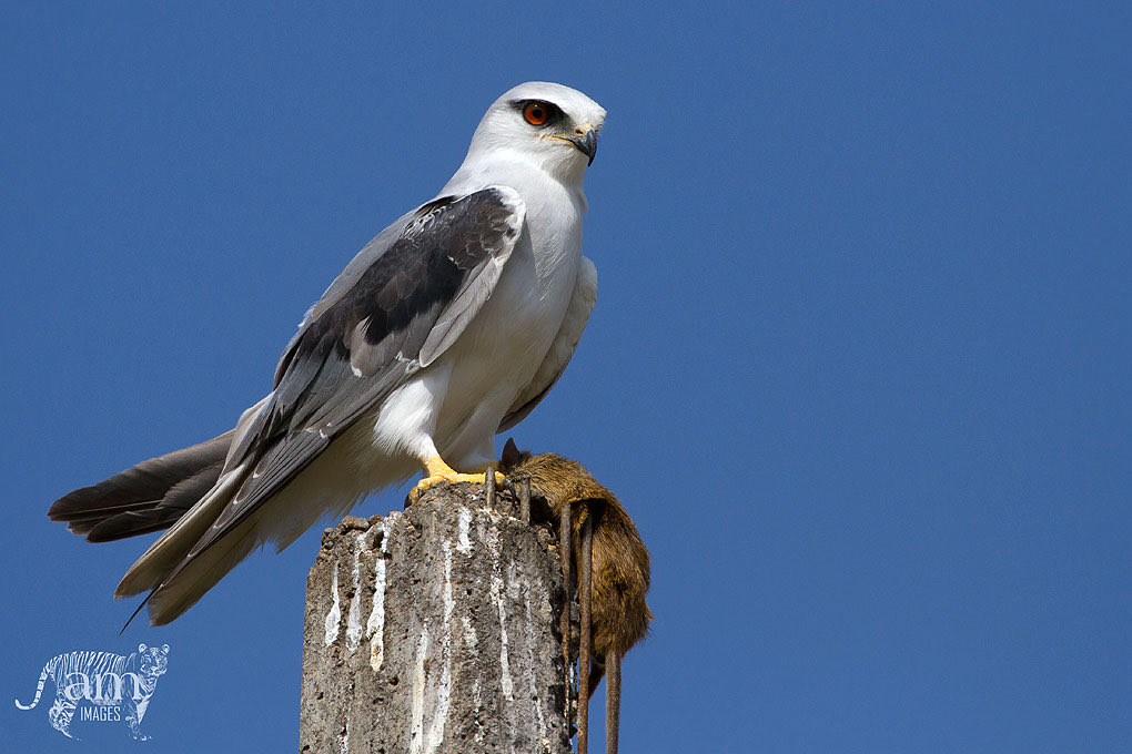 andmadca's tweet photo. Black Shoulder Kite: #BirdsWithCatch @IndiAves #IndiAves https://t.co/nkKasWySa8