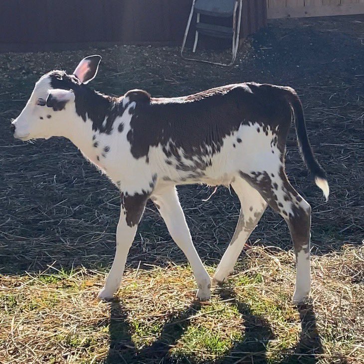 Hi #DogsofTwitter pals. Meet Sparky the latest Zebu pal born on the farm🥰.