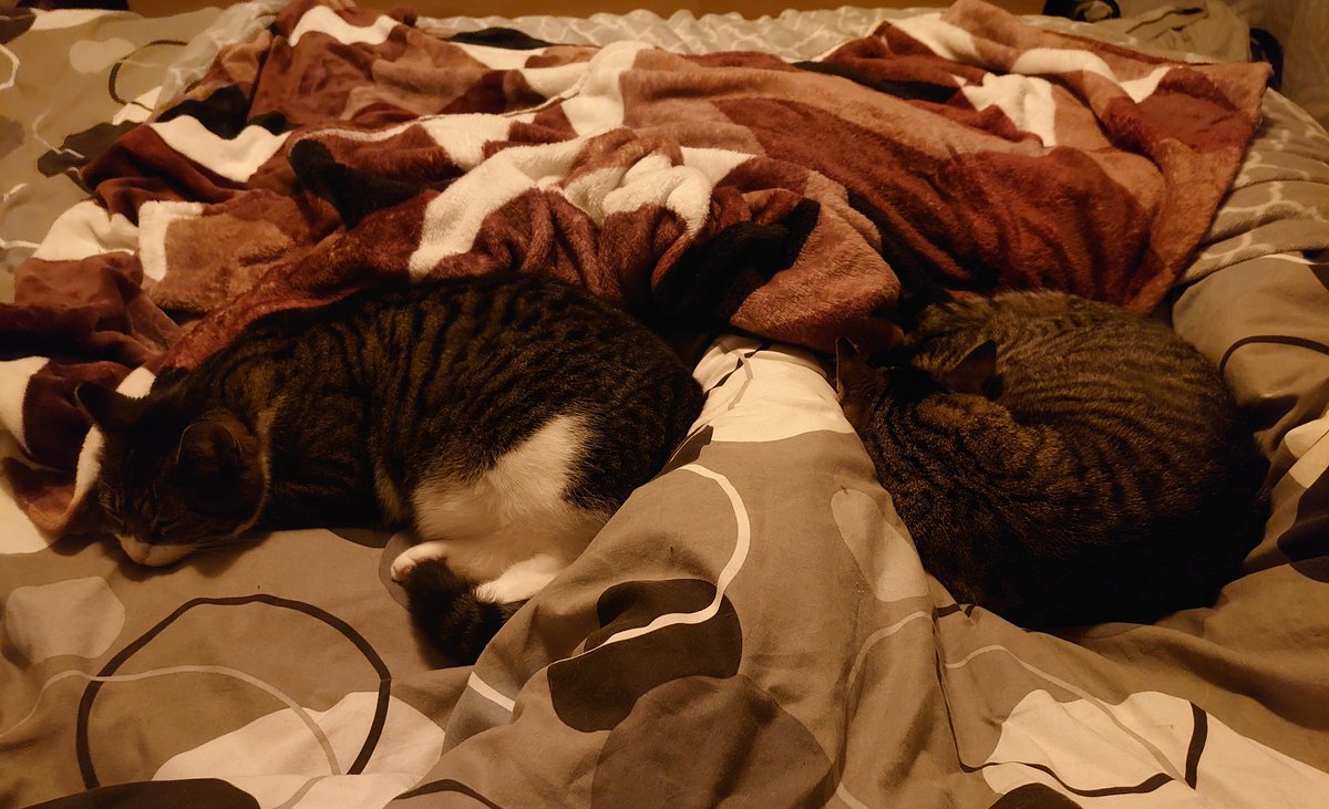 Proberen te slapen als dit stel jou kant van het bed geclaimd heeft....🤷🏻