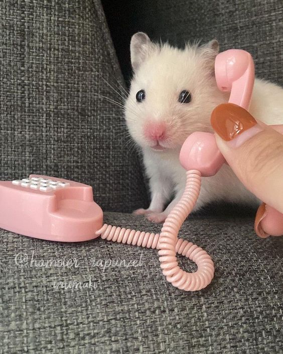 lovesickdoe's tweet photo. hello. with whom am i squeaking with? https://t.co/knfg5YcnXR