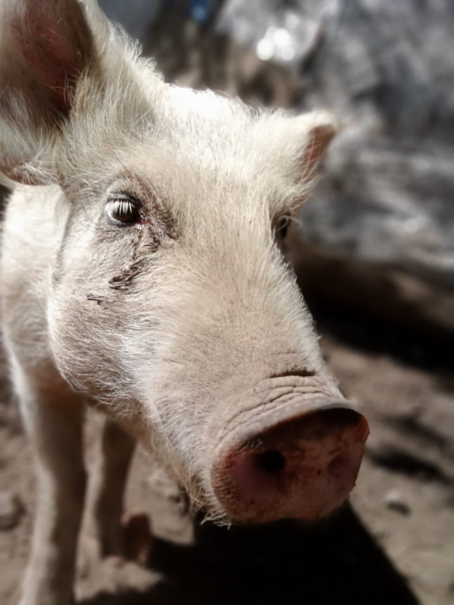 FundacionToby's tweet photo. Ya sé que parezco loro pero es que cada que llego a saludar a mis cerditos corren de la emoción! Ernesto me empieza a jalar de los pies pa que me apure a bajar y los dos llegan felices por cariño!

En Omnimalia hacen reuniones de cerditos, allá van siempre a limpieza dental y recorte de pezuñas y estudios en gral.

Es que no puedo terminar de decirles cuánto los amo y saber que esos pobres llevan más de 12 horas sufriendo no puedo 😭 ayúdennos a hacer presión con todas las autoridades de edomex ya me vale quien sea 😭