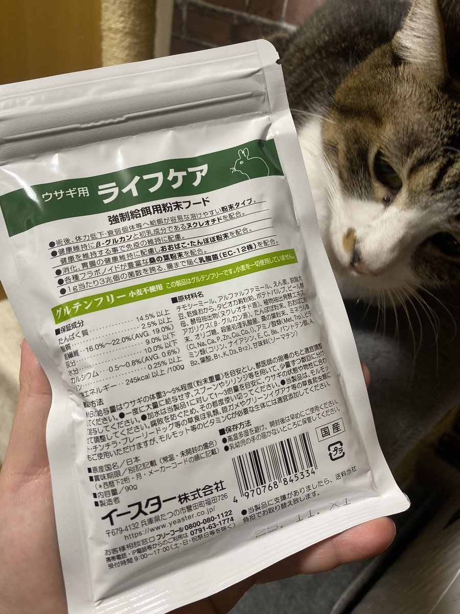 puipuioukoku_f's tweet photo. 好きなフルーツのおやつだけしか食べず、カリカリを食べていないため痩せ細っているので昨夜処方されました💡

天国組のモルモット5匹の強制給餌にはこうしたものが処方なかったので驚いてます😌

今朝から始めてみましたが、注射器持って食べてました🤣✨素晴らしい！ https://t.co/vP5Z590R7O