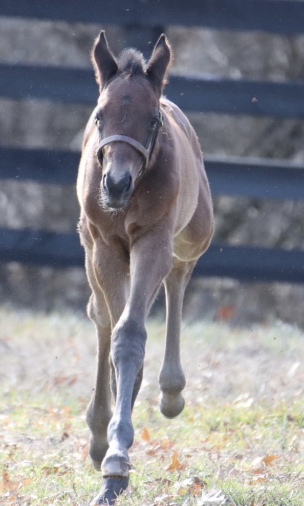 Galloping into the weekend with our @LanesEndFarms Candy Ride filly. Super model legs that go on for miles