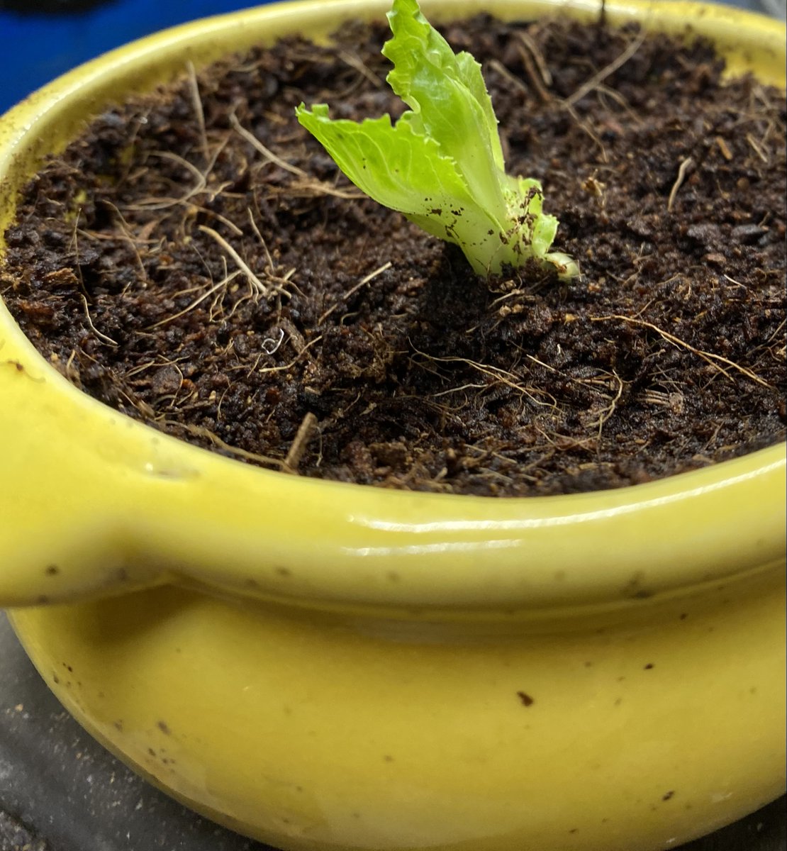 Thebeggarscrow's tweet photo. Shhhhh….
The lettuce is back
#vegetable #gardening #propogation https://t.co/TALv0gXf1b