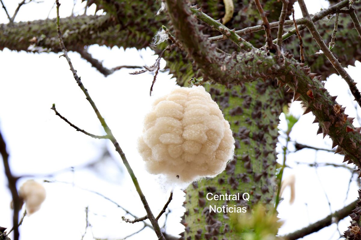 CentralQNoticia's tweet photo. 🍃☁️#Pochote, árbol milenario de la hermosa ciudad de #Oaxaca
Bellas postales nos regalan los #Pochotes en las calles de nuestro estado, recordándonos la belleza de nuestra madre naturaleza y relandonos un pedacito de nube en sus ramas.
Para los #Mayas, considerado el árbol de la vida, y el responsable de conectar el cielo con la tierra y el inframundo.
📸Central Q Noticias
#CentralQNoticias #Oaxaca #Noticias
https://t.co/YZa7OI9OXh