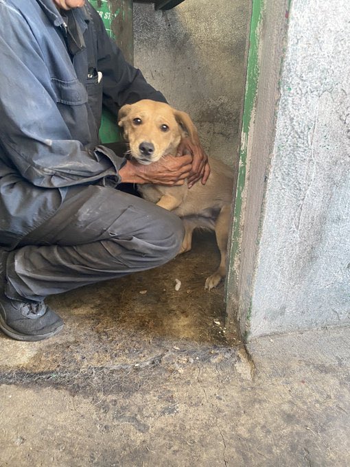 Alina_Gag's tweet photo. Comparto fotos y texto de @mergirl_1 (contactarla directo)

Hice este:

“Ella es Katy, actualmente vive en un negocio de lavado de motores, donde pasa el día encerrada en un pequeño cuarto y solo la dejan salir de noche. Es mestiza, talla mediana, noble y tranquila. Está buscando https://t.co/4MyQlWdL5C