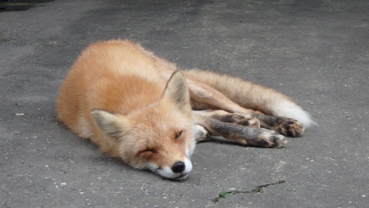 mfmtbtmfm's tweet photo. 🦊
今日は忙しくて疲れた だいず君🫘
#節分 #foxsleep
#北きつね牧場 #キタキツネ #大豆の日 https://t.co/ELyZVmue7v