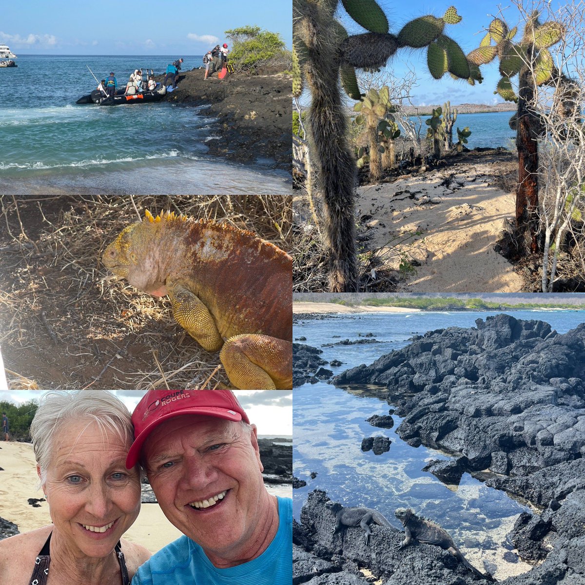 Galapagos 2024. Day Six. Last day. Land iguana. Marine iguana. Zodiacs. Cactus. Galapagos sea lions. #galapagos #galapagosislands #research #nonfiction #kidlit