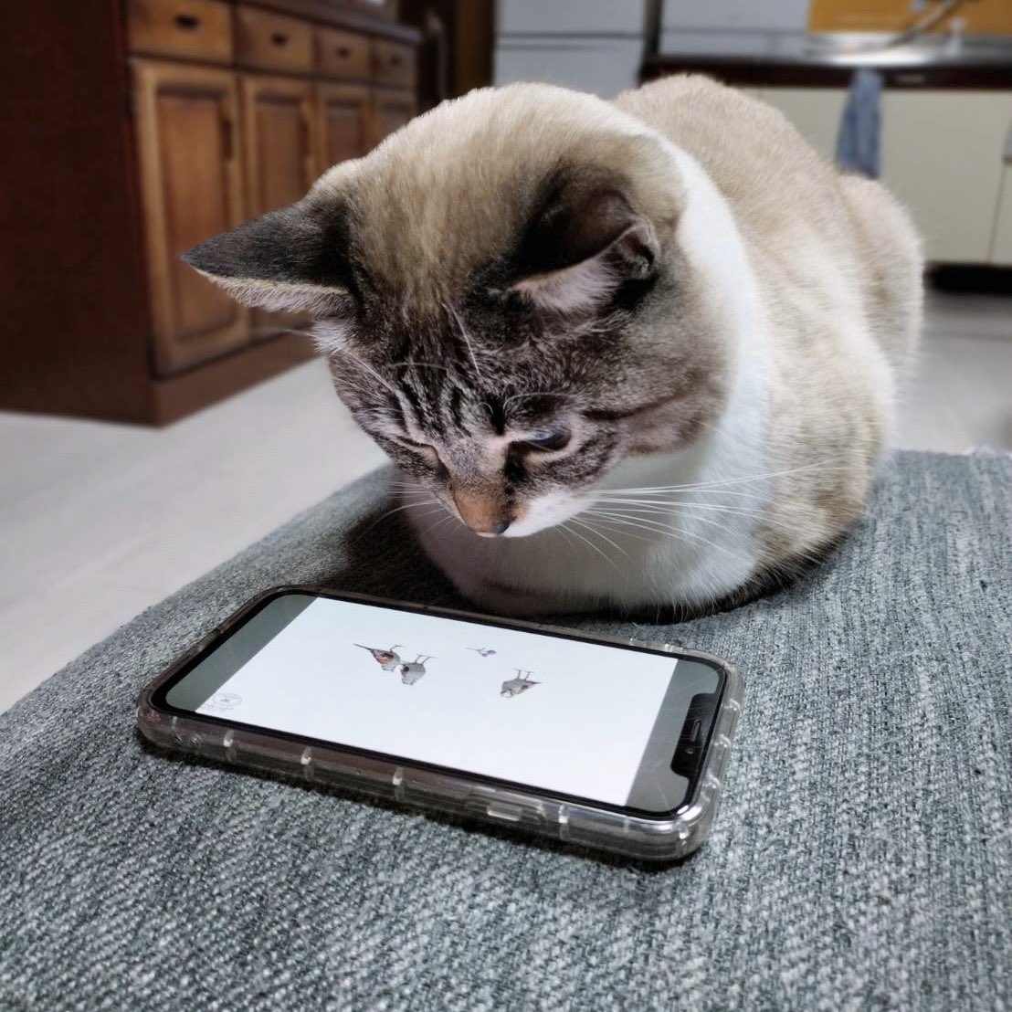 0818kome's tweet photo. 令和のねこ https://t.co/hunAiGVbER