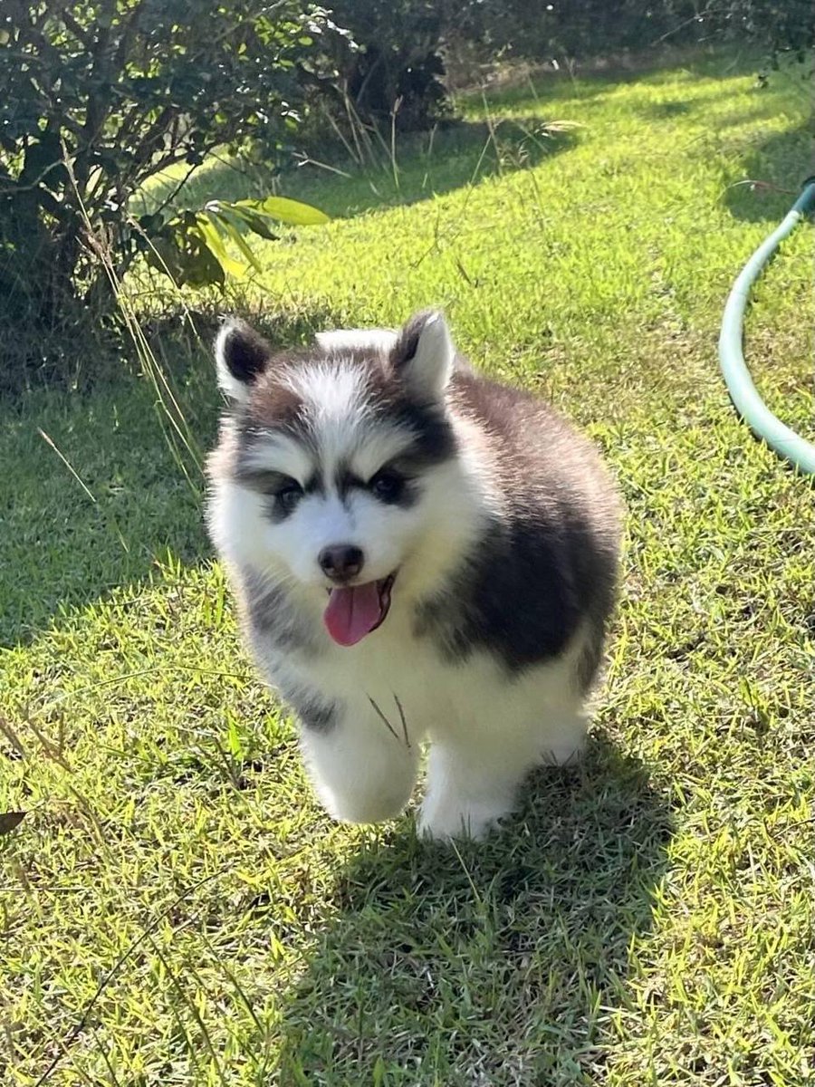 Even the caring Leo grew up before my eyes, playing alone in the yard.🤗