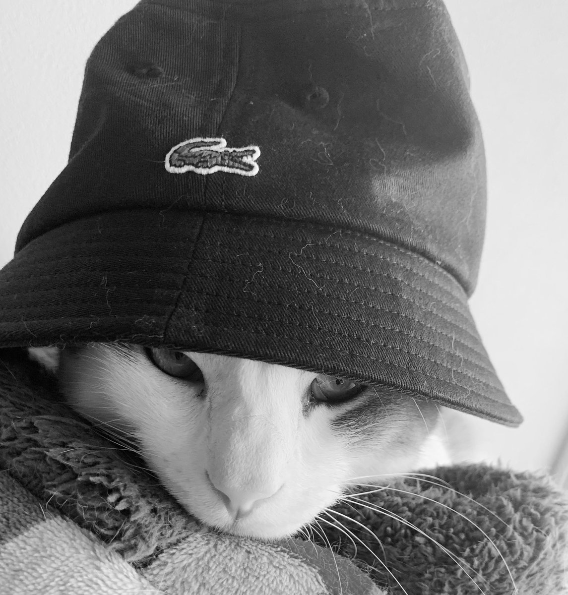 biore_k's tweet photo. Get Ready.
#拝啓ねこ様
#保護ねこ https://t.co/uooR1Ris77