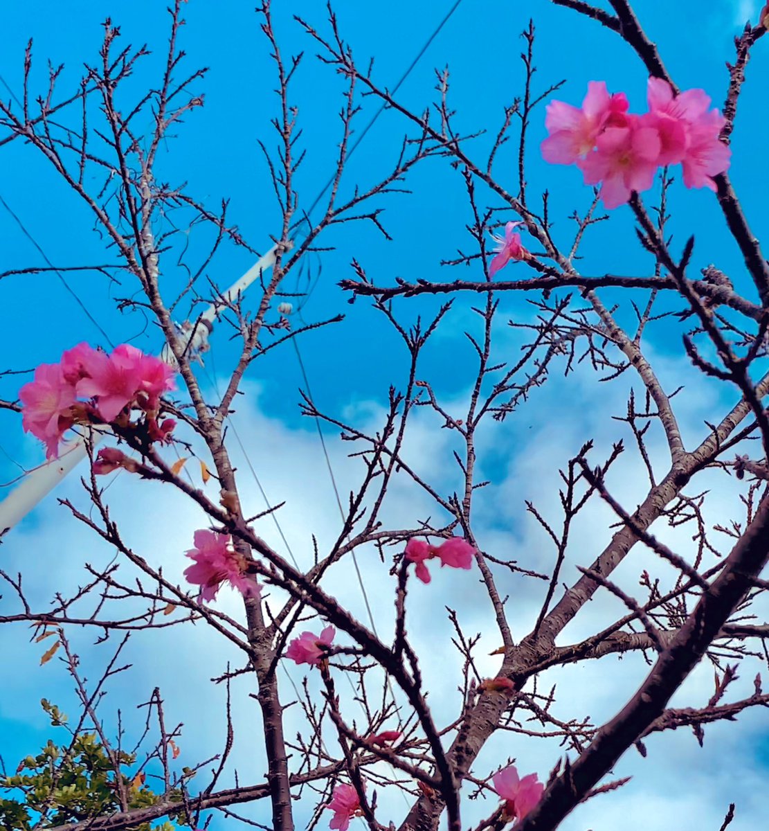 「桜の季節です 」|友利 弦のイラスト