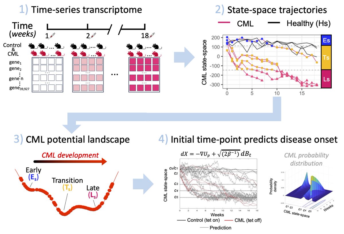 Out today!

We create a CML potential landscape from time-series whole transcriptome data and use math modeling to predict disease onset and treatment response from a single pre-disease time point.
(1/2)
nature.com/articles/s4137…
#scicomm #mathonc @cohmathonc