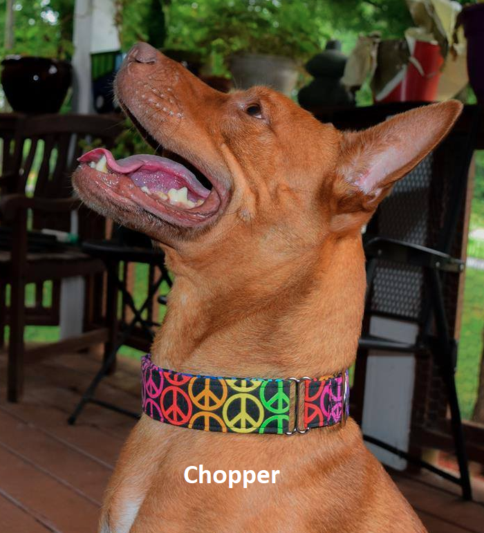WeSew4You's tweet photo. Chopper shows off his neon peace signs Classy Collar!

See this and more at https://t.co/fupAlqGXbp or send us a message!

 #handmade #dogaccessories #dogcollars #dogfashion #collar #doglover  #handmadedogcollar #dogcollarsforsale #petaccessories https://t.co/rMDyyAvTOu