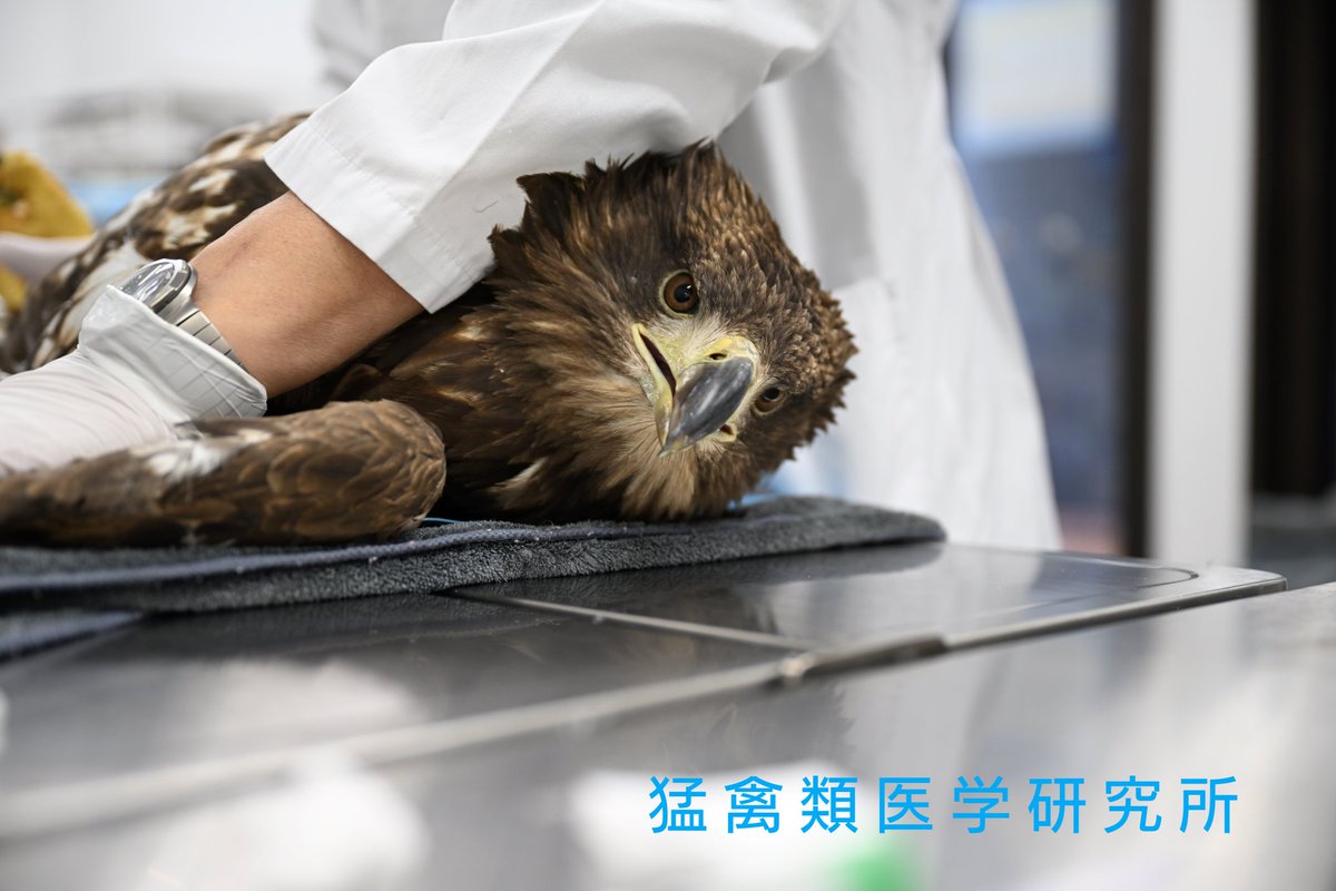 raptor_biomed's tweet photo. 明日の夜、私たちの猛禽類保全活動がテレビのニュース番組で特集されるかも知れません！

サンデーステーション（全国テレビ朝日系列）
2/4（日）21時〜
https://t.co/YOPAmwcwR1
ニュース番組ですので、特集が延期になる可能性もありますが、ぜひチェックしてみてください！ https://t.co/VGxZBbf1tZ