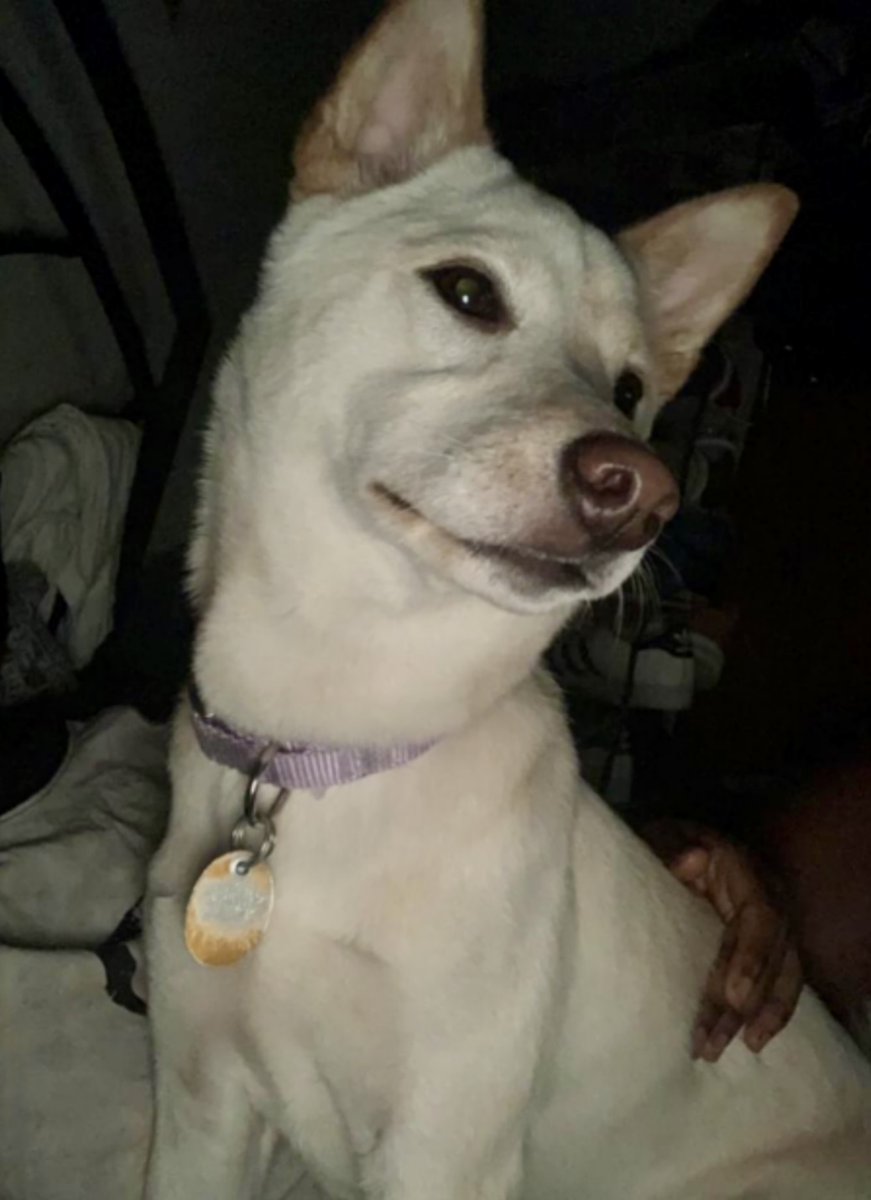 KeithOlbermann's tweet image. MIRACLE IS MISSING UPTOWN: last seen at Frederick Douglass and 143rd. If you've seen or found her please go here:
lostmydoggie.com/details.cfm?pe… and/or phone 877-818-0060 and PLEASE RT MIRACLE!