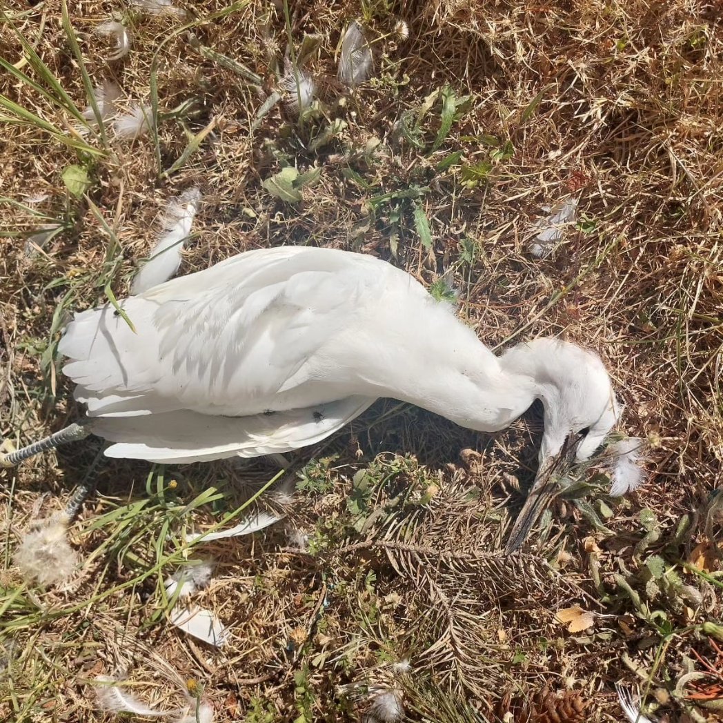 #Urgente en el día internacional de los humedales mueren aves por intervención privada en sitio de nidificación aprobada por <a href="/VillarricaMuni/">Muni Villarrica</a>