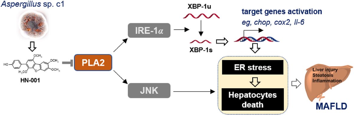 ActaPharmSinB's tweet photo. Article✍️Identification of a natural #PLA2 inhibitor from the marine fungus Aspergillus sp. c1 for #MAFLD treatment that suppressed #lipotoxicity by inhibiting #IRE1α/#XBP-1s axis & #JNK signaling. From Dr. Huang @HainanUniversity; @SunYat-senUniversity.
https://t.co/XjI44dUANb https://t.co/mI8DjSjOd7