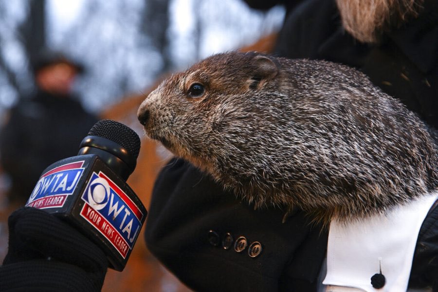 image_detective's tweet photo. Punxsutawney Phil, Punxsutawney Phil! Can you give us a comment on the allegations and pending lawsuit? https://t.co/bgokS5u4XJ