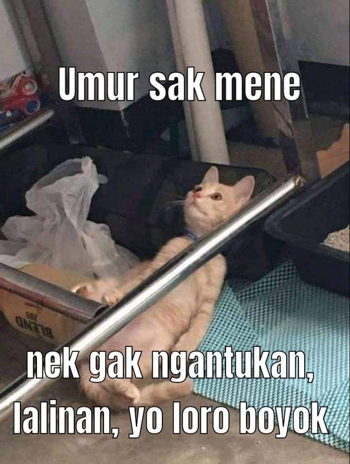 Jawafess tweet media