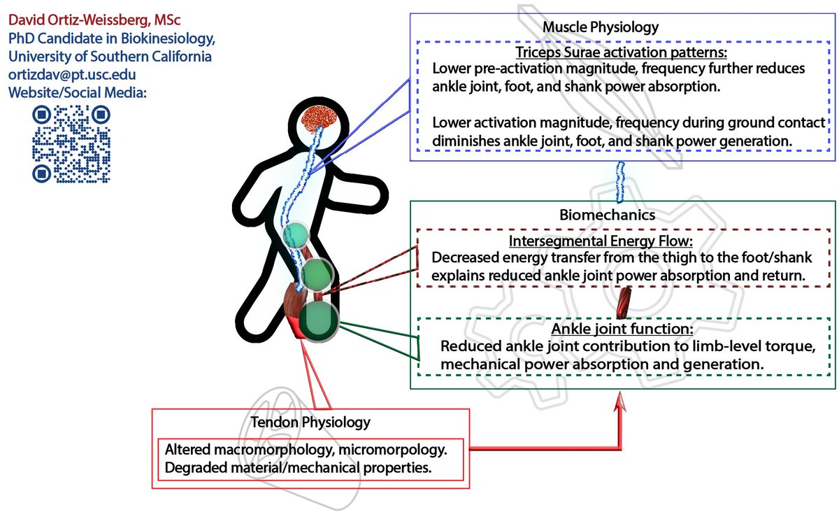 Attract a fresh #postdoc talent at the #FutureORSPostdoc poster session this Monday evening at #ORS2024! 
Speak with David Ortiz-Weissberg <a href="/dtow18/">David Ortiz</a>, 
Explore innovative concepts in Muscle-Tendon Physiology, Biomechanics &amp; Sensorimotor Adaptations."
<a href="/ORSsociety/">Orthopaedic Research Society</a> <a href="/ors_tendon/">ORS Tendon Section</a> #ORSSMC