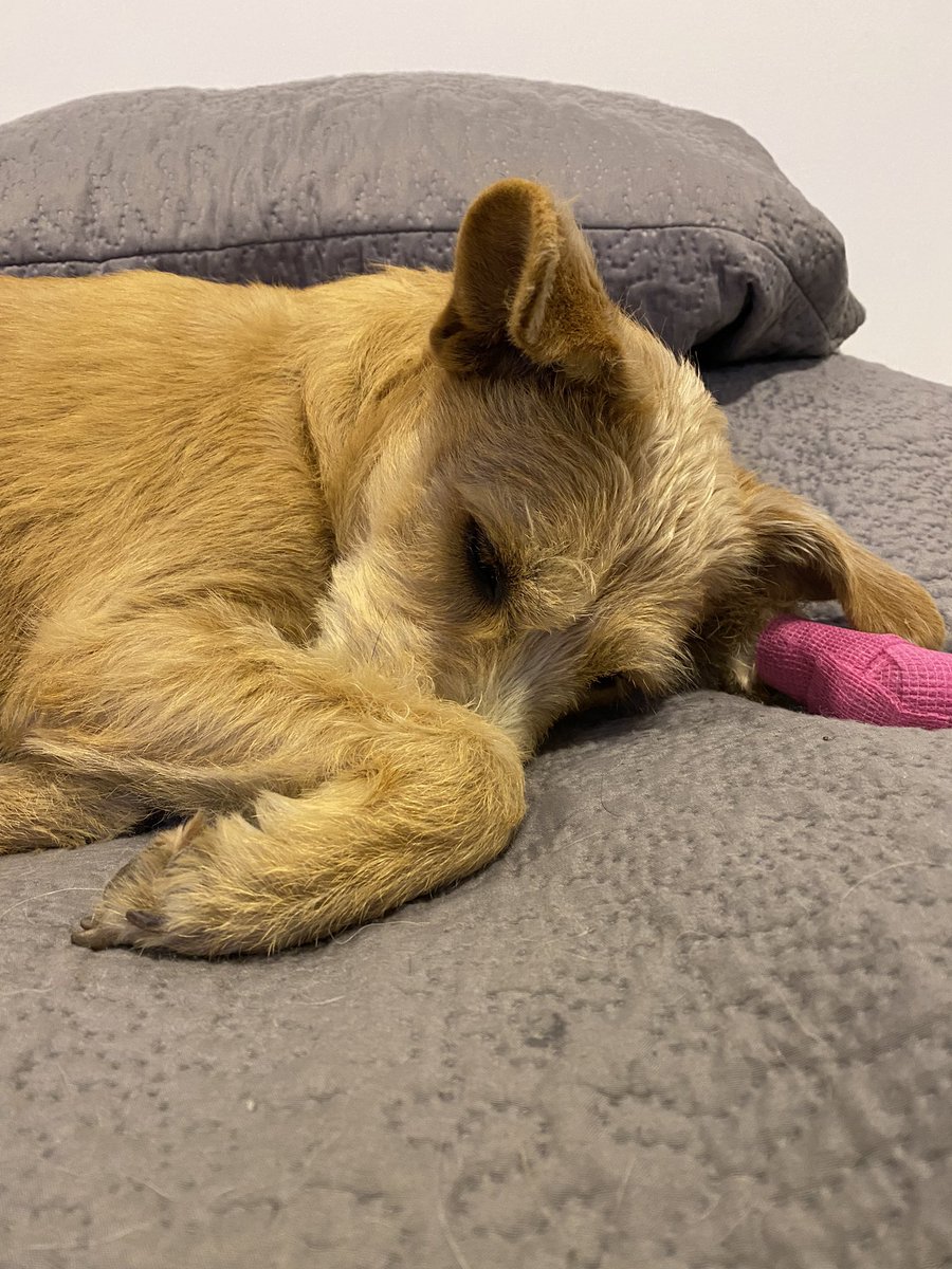 💙Ella no sabe que no se ha logrado su adopción. No entiende de eso. No le voy a pasar traumas bobos por mi preocupación, así que hoy: pijamada con #Dulce 🥳🥳