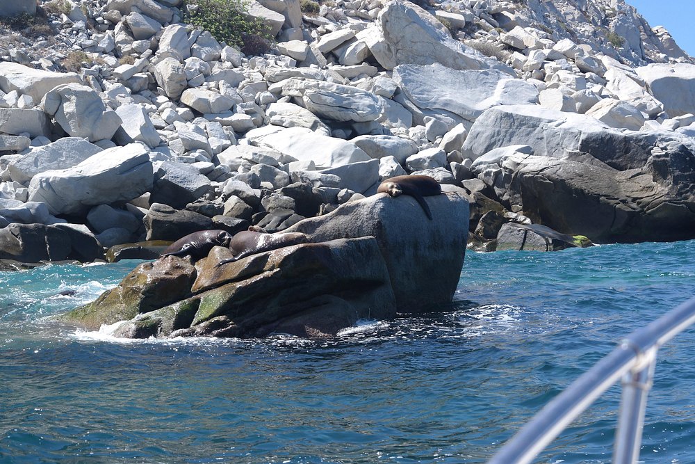 CatEccentric's tweet photo. Cabo Pulmo National Marine Park is so beautiful it almost doesn't look real! #BajaCalifornia #Mexico #fishing #boating #kayaking #canoeing #relaxing #hiking #longwalks #snorkelling #Diving #napoutdoors #magical #makememories #travel #letsgo #getbacktonature https://t.co/wIwAxfZ5Xr