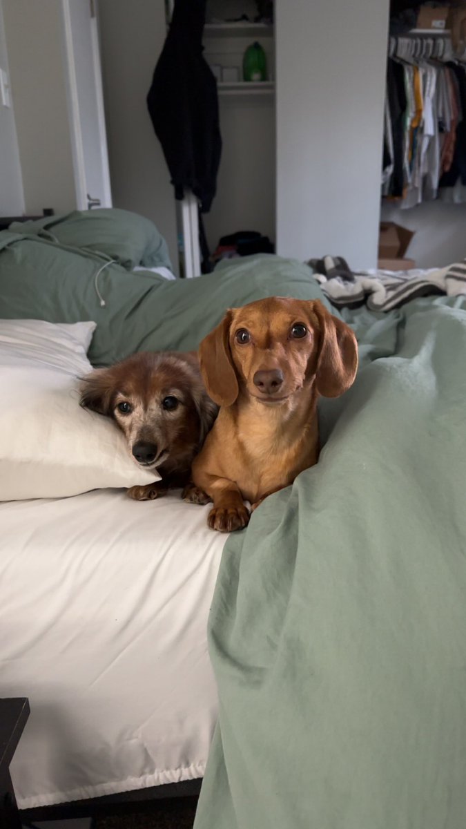 Spinal surgery is scheduled for Monday!! #SupportTheSpine #FitzForFavePet
Vote here: americasfavpet.com/2024/fitzgeral…