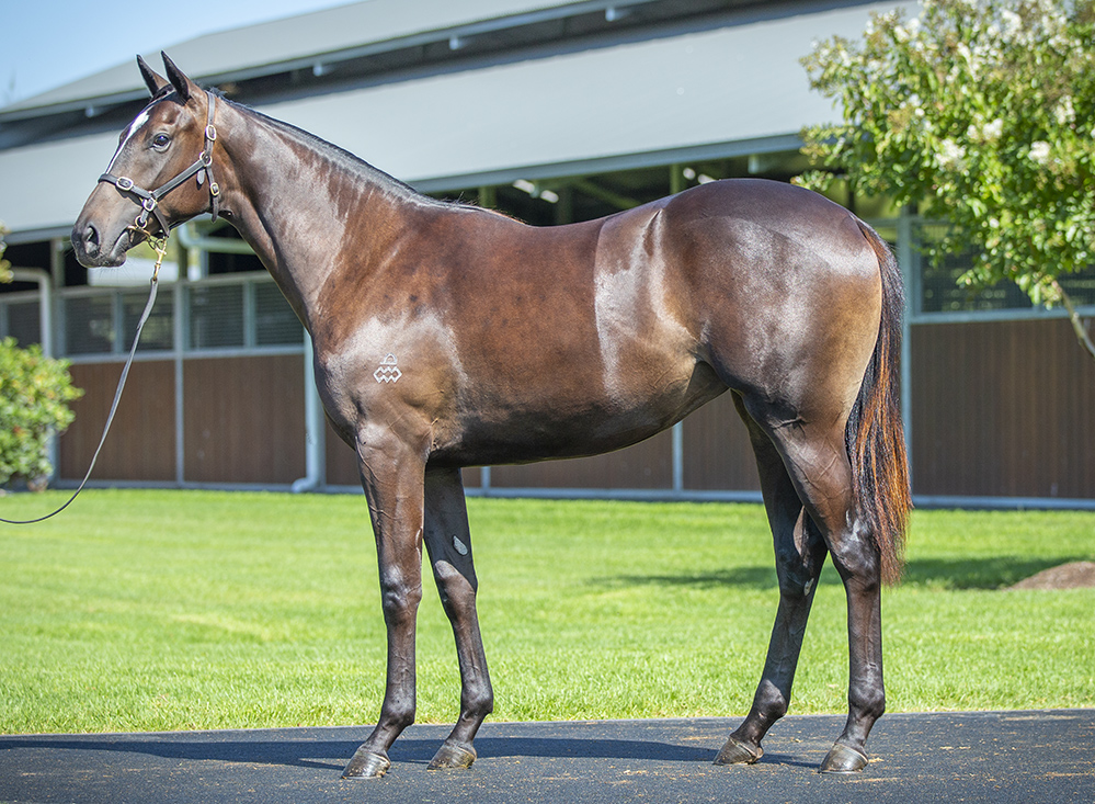 ArrowfieldStud's tweet photo. Excellent debut by our #InglisEaster 2023 graduate Love Poem (Snitzel-Madrigals), 2nd Taranaki 2YO Classic G3 to Captured By Love, from a Snitzel mare. Congratulations JML Bloodstock, @ElsdonPark, @marshracing &amp; @Bpbloodstock! https://t.co/oc8tpBgzhI