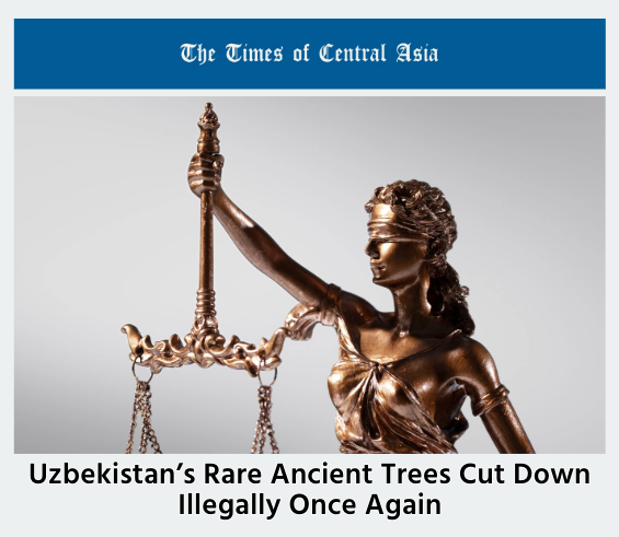 Uzbekistan’s Rare Ancient Trees Cut Down Illegally Once Again ow.ly/nL2f50QxuQG #Eurasia #CentralAsia #Uzbekistan #AncientTrees #IllegalLogging #WildlifeConservation