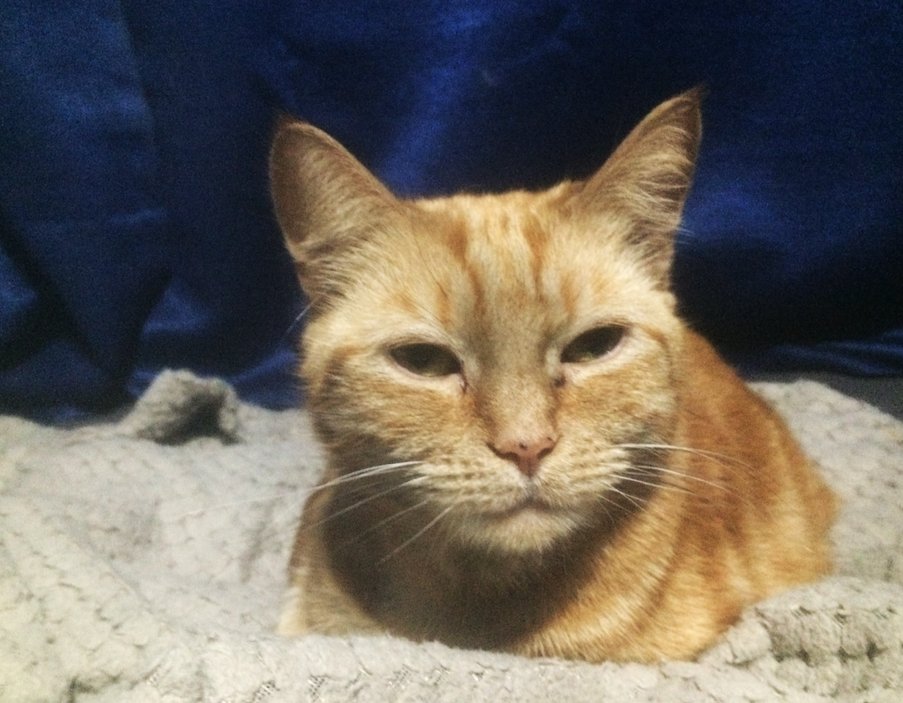 ATVNetworkCat's tweet photo. Vivian sporting the just been woken up look and isn't happy about it. #Awoken #WokenUp #DisturbedSleep #GingerCat #CatsOfX #Caterday #CatsOfTwitter https://t.co/uhK9d1vPLf