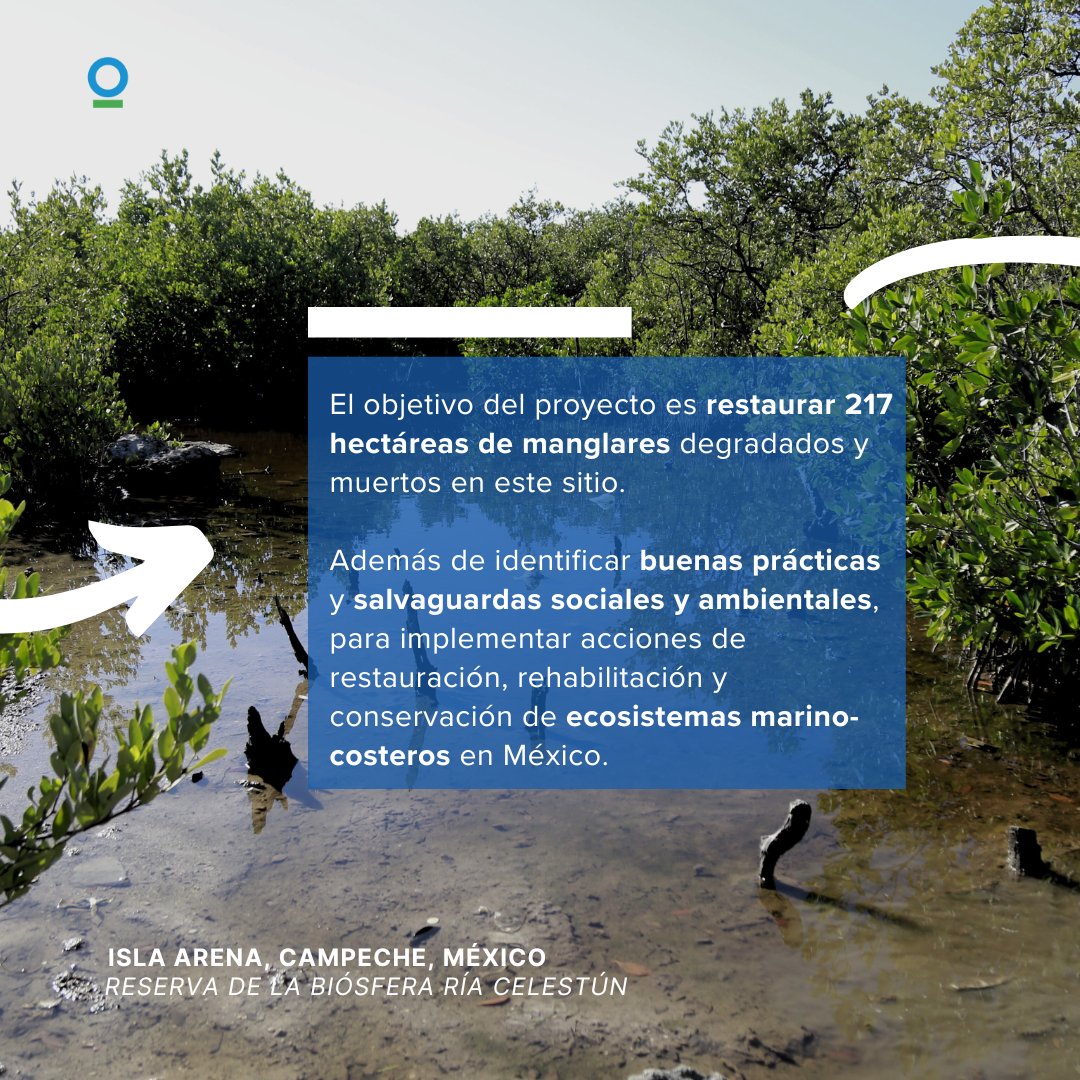 _CIMexico's tweet photo. En el #DíaMundialdelosHumedales, nos alegra compartir que estamos realizando un Proyecto Piloto de Restauración Comunitaria de #Manglar en Isla Arena, Campeche. 1/3 https://t.co/aIVJxVp4Pe