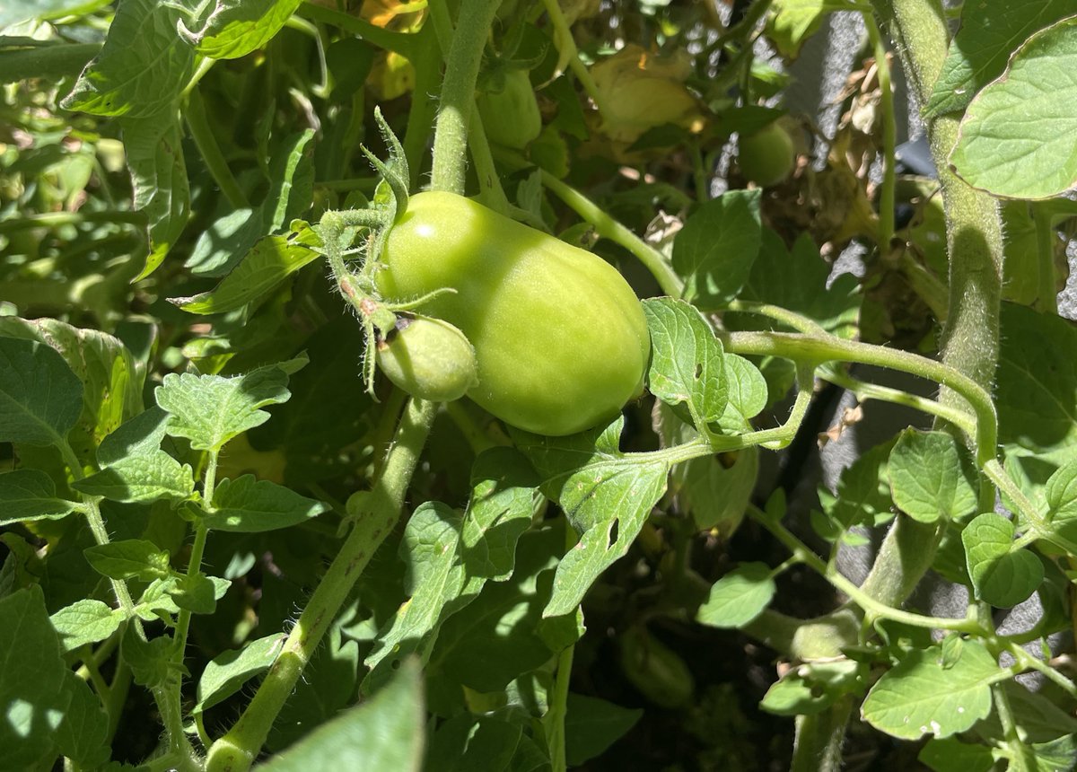 hipstergeddon's tweet photo. Tomato Farming โฆ.. tomorrows 44degree heat is gunna have to ripen these babies up. Otherwise itโs Fried Green Tomatoes for the next 6 months. #fitzroyfarmlife https://t.co/MZiuU9t8o4