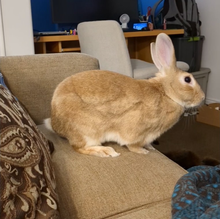 irishcocoagirl's tweet photo. Jules likes the one on one challenge #NHLAllStars https://t.co/RAVkxvRcmj