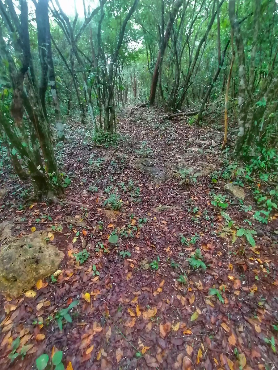 Con lo recorrido me voy a descansar 💚💛 Bona nit ☺️