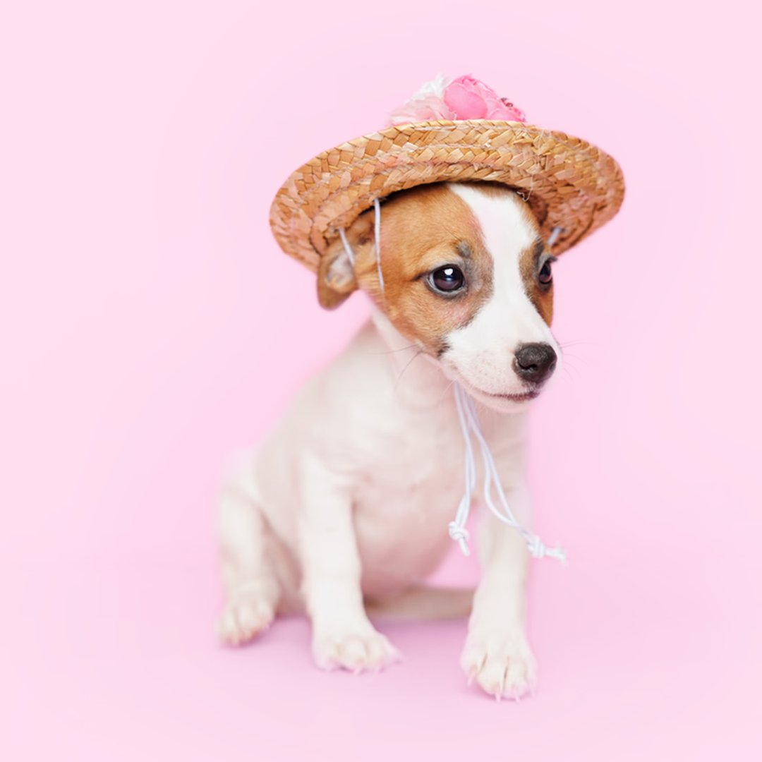 🐶🎉 New Puppies Alert! 🎉🐾

Exciting news! We have adorable new puppies at Forever Love Puppies. Ready for loving homes.

📞Call Us: 305-812-1920

🏢 Visit us: 12767 SW 88th St Miami, FL 33186