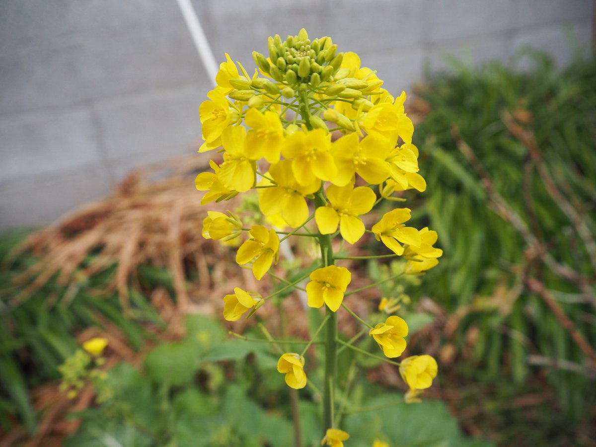 NknTmi's tweet photo. お花が芽吹く季節 https://t.co/zYHB5JCLtX