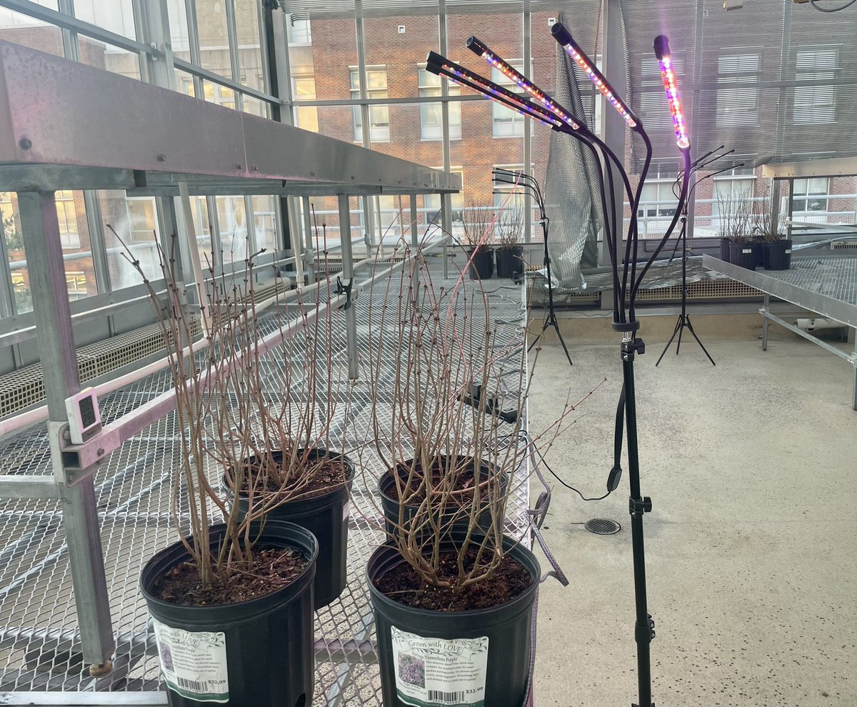 We started our greenhouse experiment at @VanderbiltU, supported by Evolutionary Studies @EvolutionVU. Exciting science about Lilac, artificial light, and climate change Really looking forward to full bloom in spring! #greenhouseVU #tree #nature #lilac